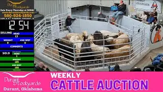 Durant Oklahoma Cattle Auction LIVE | Feeder & Stocker Sale Day Action | Dec 11, 2025