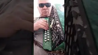 гармонь Чайка