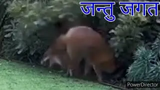 Fox mating , Male fox Female fox