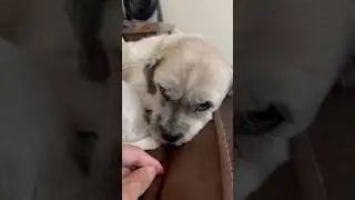Be patient with shy dogs #animals #dog #pets