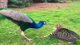 Cat is fighting a peacock for food