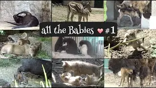 all the babies ❤️ Nr. 1