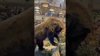 Petite balade dans un magasin atypique, Bass Pro Shops, &agrave; d&eacute;couvrir absolument ! #bassproshop