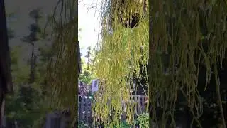 Mistletoe Cactus update