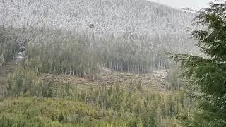 West Coast heli-logging