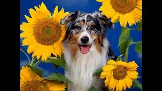 Beautiful Dogs Part 1