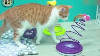 Spring Cat Toy