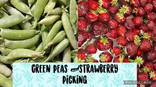 Green Peas and Strawberry Farm in America||Pineland farms||Kids activities||Weekend fun
