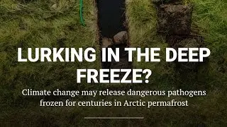 Cloning Extinct Animals And The Risk Of Arctic Pathogens 