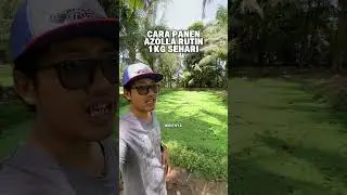 Cara panen azolla 1 kg perhari dengan kolam 2x2 meter