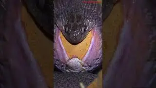 Snake Stealing Eggs 😱 #shorts