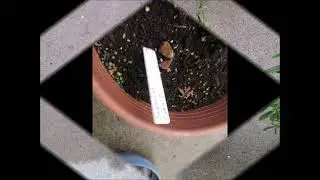 Growing With Happiness Japanese Catnip Aug 2025