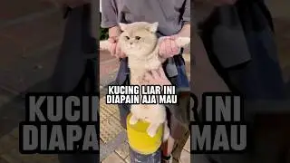 Petualangan kucing liar ketika dipungut orang
