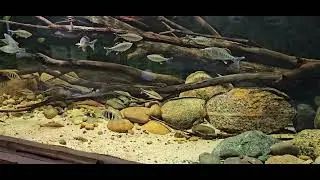 paludarium with green water dragon