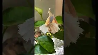 3 вещи, которые петушки не выносят ⚠️