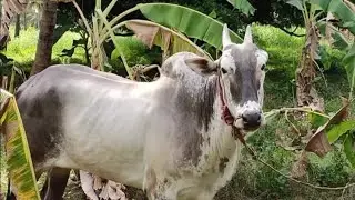 Powerful pair of AMRIT MAHAL and Khillari stud Bulls