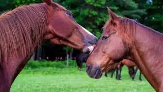 Super Herd at Road's End Farm (summer horseback riding camp for girls)