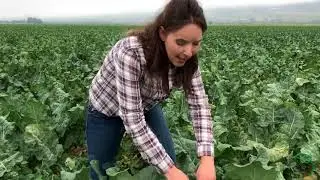 How is Sweet Baby Broccoli Harvested?
