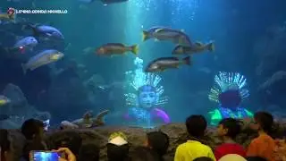 Video Ondel ondel Betawi di seaworld ancol