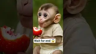 Baby Monkey Tries a Strawberry for the First Time 🍓#Strawberry #MonkeyEating #CuteEating#FruitLover