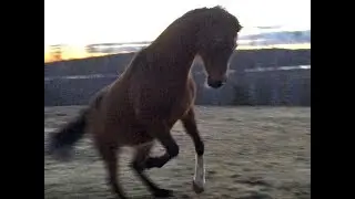 Arabian horse galloping and bucking at twilight