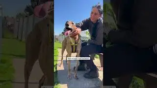 Adopt a Greyhound! | Dogs Trust