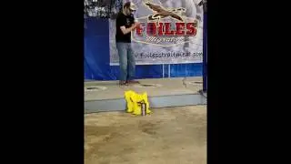 Mike Benjamin - 2017 Ol' Timers Flute Goose Calling Contest