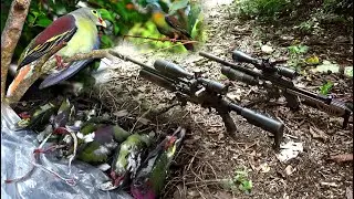 Berburu Punai saat beringin Berbuah Bersama Buru Gen 2 dan Nagarunting sangat memuaskan