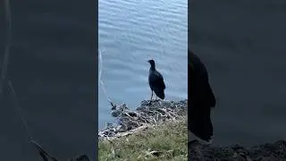 Pūkeko In Flight | Australasian Swamphen #birds #birdwatching #shorts