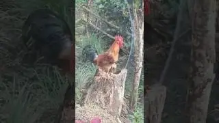 manok ni recmar #roaster #chicken #shorts #shortvideo #highlights #millionviewers #subscribers