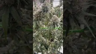 Lilac Diesel #420