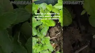 DO YOU HAVE THIS IN YOUR GARDEN: PEPPERMINT IT'S FULL OF MANY HEALTH BENEFITS #shorts #gardening