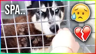 ON A CRAQUÉ A LA SPA...💔