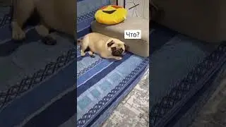 СМЕШНОЕ ВИДЕО С СОБАКОЙ| #мопс #собака #tiktok #веселье #смех #животные #питомцы