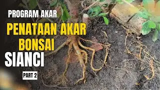 PROGRAM AKAR | P enataan Akar Bonsai Sianci Part 2
