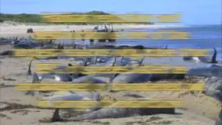 Reduction & Destruction of Habitat