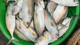 रेवदंडा मच्छी मार्केट # fish market #videeo viral #viral 