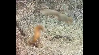 Eastern fox squirrels chasing vocalizing western Nebraska Dec 2025 8am