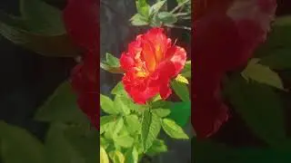 firerose #gardeningtips #youtubevideos #youtubeshorts