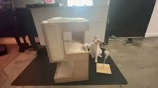 PAWZ Road Cat Tree with Scratcher, Multi Level Modern Cat Condo Furniture Review