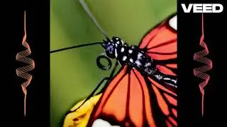 Jimothy Swing | Butterwing