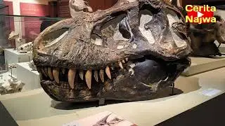 Yuk Ikut Main di Ulster Museum, Ada Fossil Dinosaurus