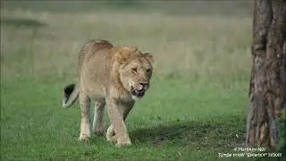 Spearboy as youngster, Notch Boys, Upper Rongai pride Maasai Mara lions