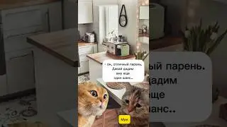 Шофер убийца #talkingcats #говорящиекоты #смех #приколы #смехдослез #catmemes
