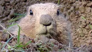 Wildpark Schloss Ortenburg - Tiere hautnah erleben - Wildlife Park - experience animals