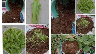 Alovera used SoilMix /కలబంద తో SoilMix /Best SoilMix /Pestfree SoilMix #bellamanusha #telugu #viral