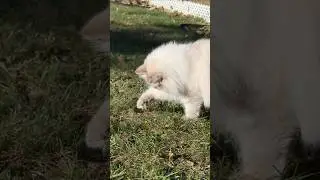 Fluffy Predator: Cat on a Bug Hunt! #cat #cute #fluffycat