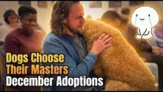 All Dogs Walked to find one Human&hellip; Until This Moment - Adoption Moments