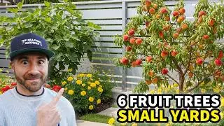 BIG FRUIT, Small Yard: 6 Tiny Fruit Trees For HUGE Harvests!