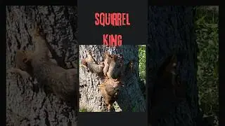 Squirrel King #squirrelking